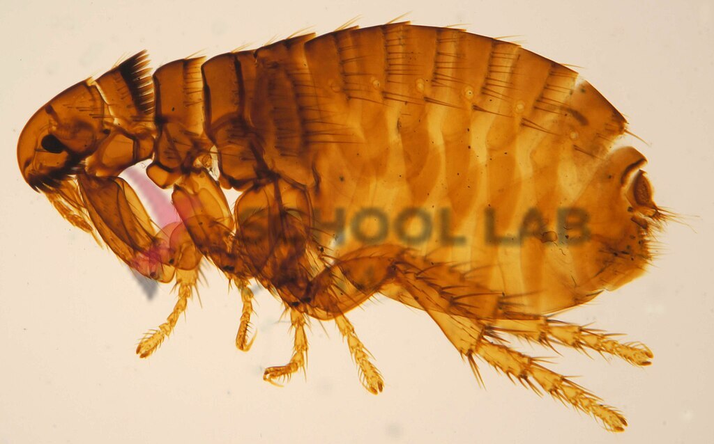 Prepared Microscope Slide - Mites W.M.